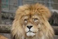 /album/allatok-/lolortgl-jpg/