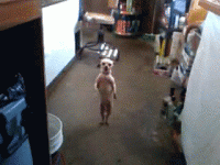 /album/allatok-/allatos-gifek-2-gif/