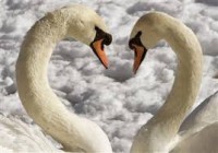 /album/allatok-/gzjtzuru-jpg/