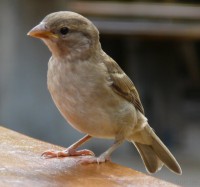 /album/allatok-/a02ghrtgherre-jpg/