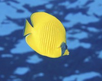 /album/allatok-/a22979uzi7i-jpg/